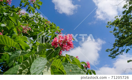 Flowering a trees red horse chestnut on a background of blue sky 71205726
