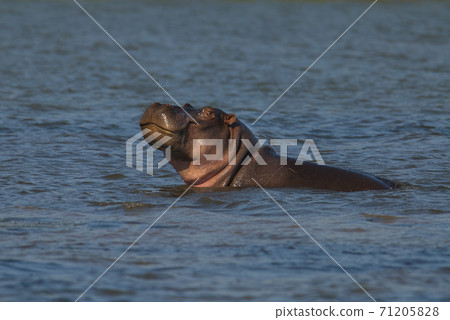 HIPPOPOTAMUS AMPHIBIUS, South Africa HIPPOPOTAMUS AMPHIBIUS, South Africa 71205828