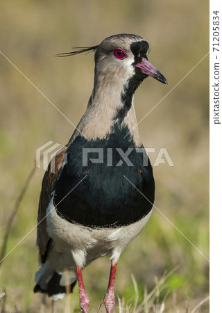 Southern Lapwing Southern Lapwing 71205834