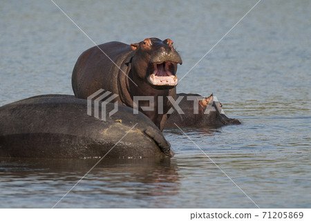 HIPPOPOTAMUS AMPHIBIUS, South Africa 71205869
