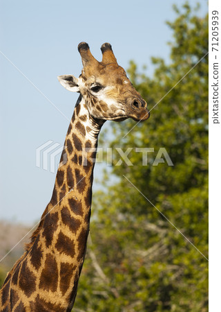 Giraffe South Africa Giraffe South Africa 71205939