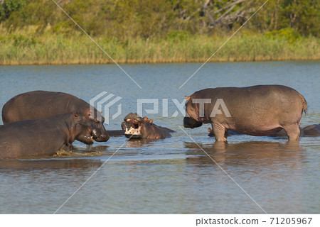 HIPPOPOTAMUS AMPHIBIUS, South Africa HIPPOPOTAMUS AMPHIBIUS, South Africa 71205967