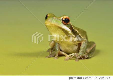Frog, La Pampa, Argentina Frog, La Pampa, Argentina 71205973