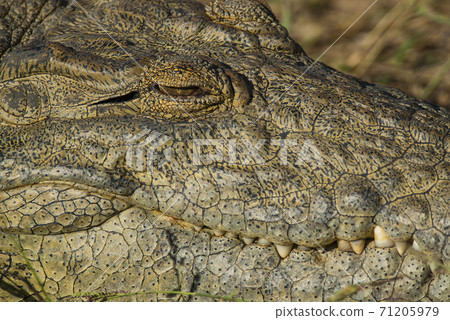 Nile cocodrile Nile cocodrile 71205979