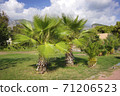 Mountain landscape in the Turkish town of Beldebi. Palm trees against the background of mountains and cloudy sky. 71206523