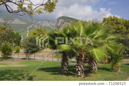 Green palms against a background of mountains and white clouds. Beldebi city. Turkey. Green palms against a background of mountains and white clouds. Beldebi city. Turkey. 71206525