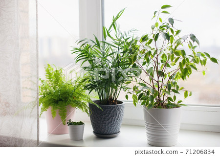Fern nephrolepsis, ficus, succulents and palm Hamedorea. 71206834