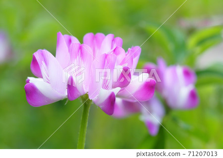 Flower of red-bean Flower of red-bean 71207013