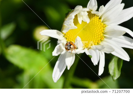 Ladybird on daisy. Image about summer  and flowers. High resolution photo. Selective focus. 71207700