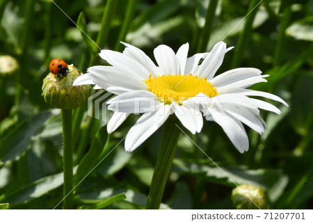 Ladybird on daisy. Image about summer and flowers. High resolution photo. Selective focus. Ladybird on daisy. Image about summer and flowers. High resolution photo. Selective focus. 71207701