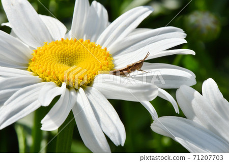 Grasshopper on a camomile flower. High resolution photo. Grasshopper on a camomile flower. High resolution photo. 71207703