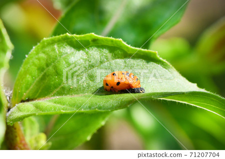 Light Orange Ladybug larva on the green leaf, pupal stage. High resolution photo. Selective focus. Light Orange Ladybug larva on the green leaf, pupal stage. High resolution photo. Selective focus. 71207704