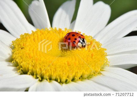 Ladybird on daisy. Image about summer and flowers. High resolution photo. Selective focus. Ladybird on daisy. Image about summer and flowers. High resolution photo. Selective focus. 71207712