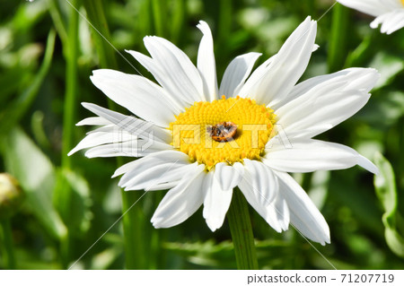 Ladybird on daisy. Image about summer and flowers. High resolution photo. Selective focus. Ladybird on daisy. Image about summer and flowers. High resolution photo. Selective focus. 71207719