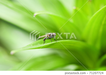 Housefly on a green leaf. High resolution photo. 71207724