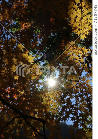Scenery of autumn leaves burning in the seven colors of autumn in Shinshu 71207748
