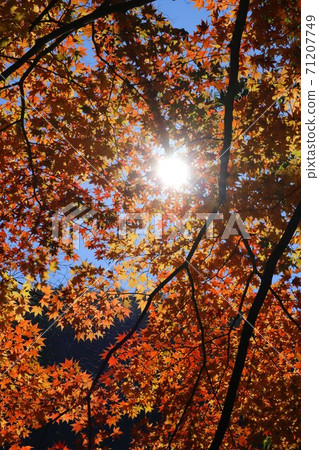 Scenery of autumn leaves burning in the seven colors of autumn in Shinshu 71207749