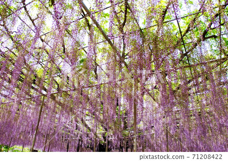 Wisteria flower / Wisteria flower Ofuji shelf Shito (Ashikaga City, Tochigi Prefecture) April 2019 Wisteria flower / Wisteria flower Ofuji shelf Shito (Ashikaga City, Tochigi Prefecture) April 2019 71208422