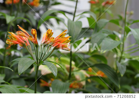 Alstremeria flowers Alstremeria flowers 71208852