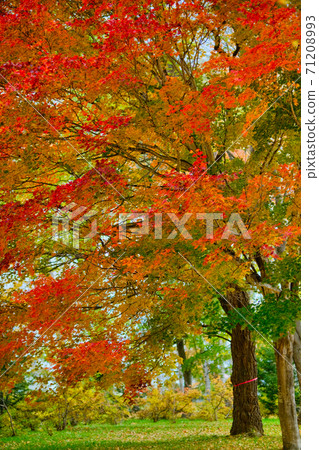 北海道的秋葉 71208993