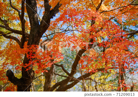 北海道的秋葉 71209013