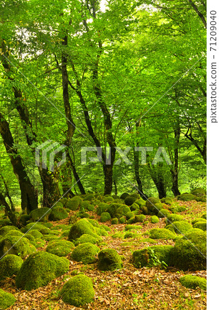 Autumn in the forest Autumn in the forest 71209040