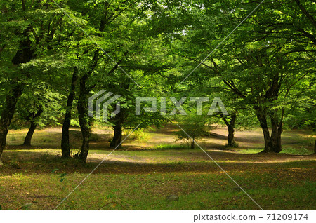 Autumn in the forest Autumn in the forest 71209174