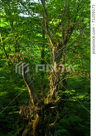 Old fading tree on the background of new trees in the forest Old fading tree on the background of new trees in the forest 71209175