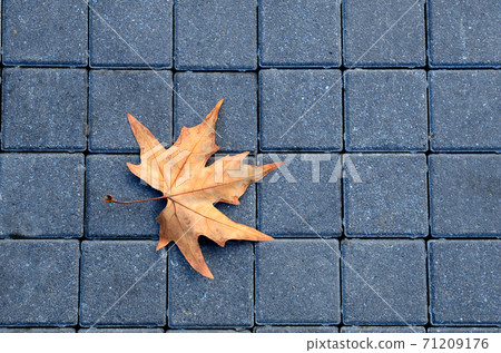 Maple leaf on the road Maple leaf on the road 71209176