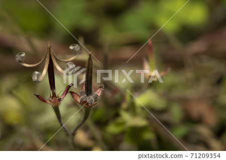 Geranium thunbergii seeds Geranium thunbergii seeds 71209354
