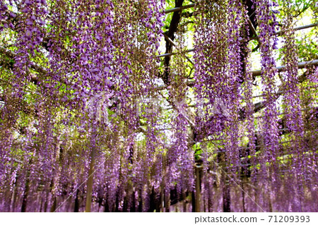 Wisteria flower / Wisteria flower Ofuji shelf Shito (Ashikaga City, Tochigi Prefecture) April 2019 Wisteria flower / Wisteria flower Ofuji shelf Shito (Ashikaga City, Tochigi Prefecture) April 2019 71209393