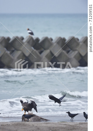 Steller's sea eagle and crows (Hokkaido) Steller's sea eagle and crows (Hokkaido) 71209581