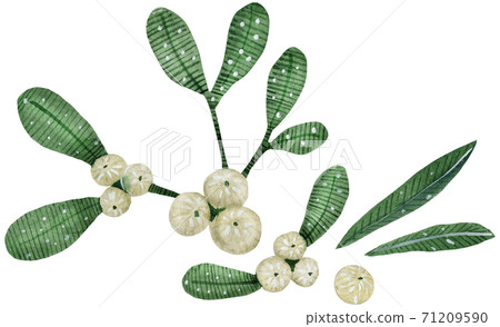 christmas mistletoe boquet by watercolor christmas mistletoe boquet by watercolor 71209590