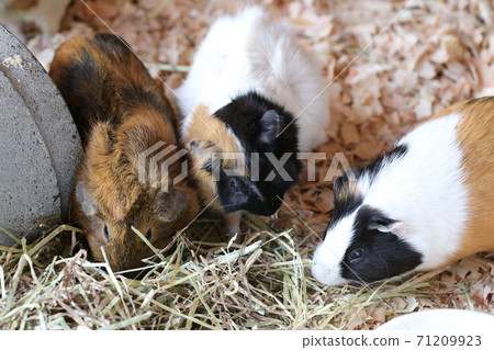 可愛的動物豚鼠在動物園裡 71209923