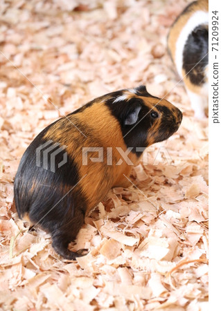 可愛的動物豚鼠在動物園裡 71209924