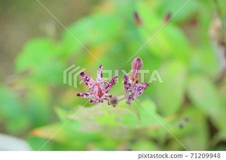 Hototogisu flower Hototogisu flower 71209948