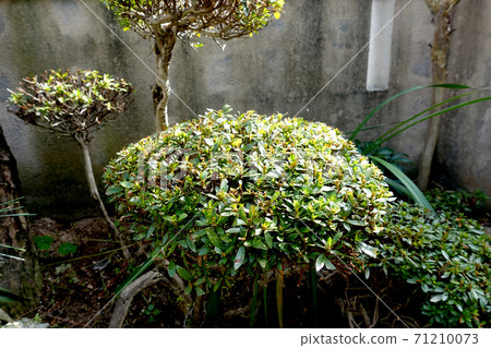 Plant Plant 71210073