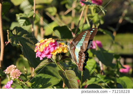 Bluebottle visiting Lantana 71210228