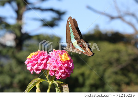 Bluebottle visiting Lantana 71210229