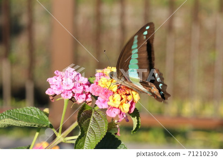 Bluebottle visiting Lantana 71210230