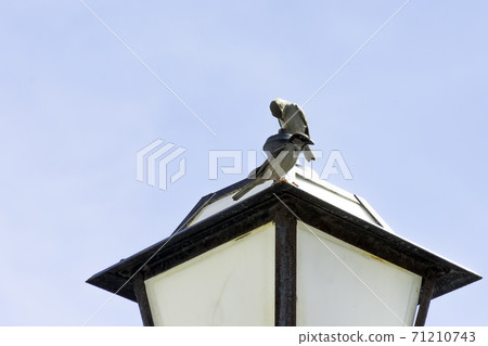 House sparrow (Passer domesticus) House sparrow (Passer domesticus) 71210743