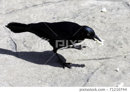 Greater Antillean grackle (Quiscalus niger) Greater Antillean grackle (Quiscalus niger) 71210744