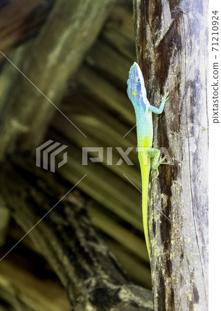 Cuban male lizard Allison's Anole 71210924