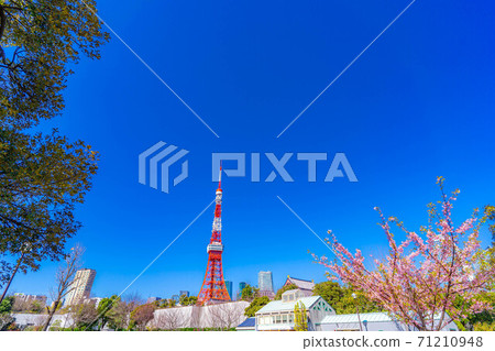東京鐵塔和櫻花河津[東京] 71210948