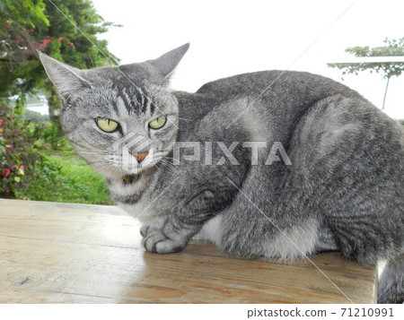 貓1 71210991