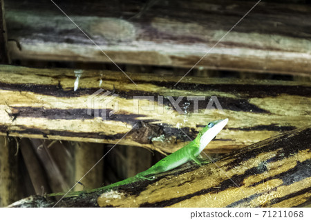 Cuban female lizard Allisons Anole (Anolis allisoni), also known as the blue headed anole  71211068