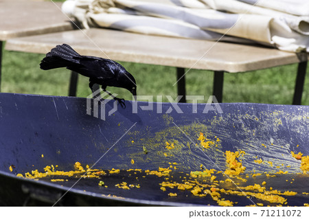 Greater Antillean grackle (Quiscalus niger) during Cuban lunch - Varadero, Cuba Greater Antillean grackle (Quiscalus niger) during Cuban lunch - Varadero, Cuba 71211072