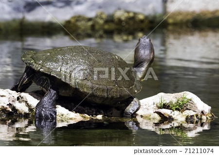Cuban slider (Trachemys decussata) Cuban slider (Trachemys decussata) 71211074