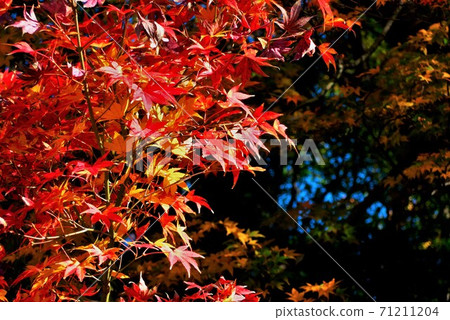 Bright red maple autumn leaves Bright red maple autumn leaves 71211204