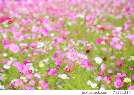 秋天公園波斯菊花 秋天公園波斯菊花 71211214